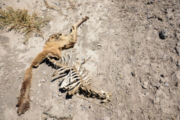 skeleton of a dead goat on the ground