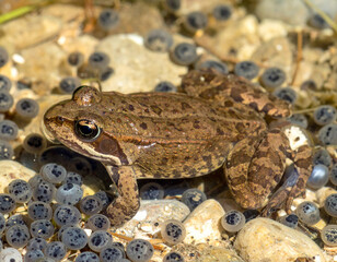 Obraz premium Brown Frog Surrounded by Developing Embryos in Shallow Water Habitat