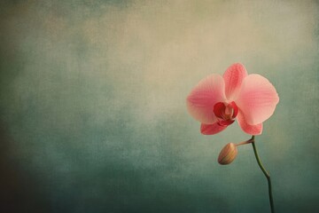 A soft-focus close-up of a pink orchid blossom against a textured, muted teal-green backdrop, embodying serenity and delicate beauty.