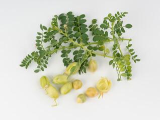 Fresh chickpea leaves and pods isolated. Green shoots and twigs of a legume plant