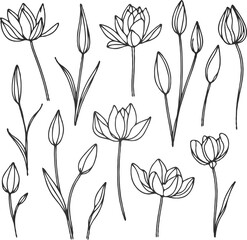 Hand drawn Collection lilies sketch, water lily buds flower, lotus Drawing set, flowers illustration outline Doodle, Floral botanical line art, leaves and stems engraving. 