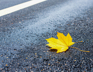 A close-up of a lone yellow maple leaf lying on wet grey asphalt. Drops of water and reflections are visible on the surface of the asphalt, creating a glittering effect. Next to the leaf is a white ro