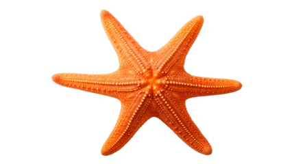 A close up of an orange six legged starfish with white dots on a black background in a studio shot