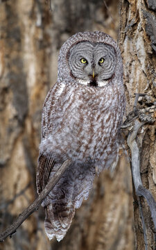 Great grey owl in cottonwood tree with great camo
