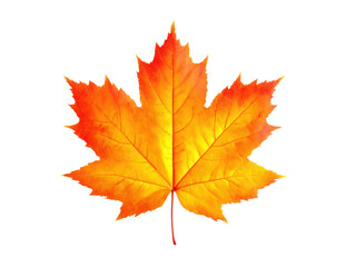 Autumn leaves falling nature photography outdoor close-up. Isolated on transparent background, png.