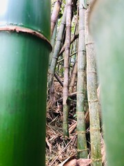 Faune et flore de l'île de Mayotte