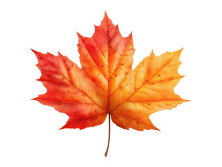 Fototapeta premium Autumn leaf colors nature close-up outdoor natural beauty. Isolated on transparent background, png.