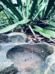 Faune et flore de l'île de Mayotte