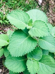 Faune et flore de l'île de Mayotte