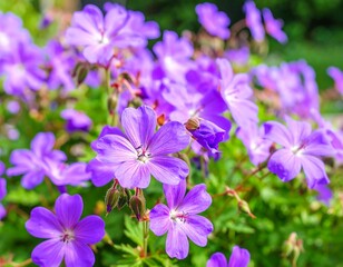 Close up of vibrant purple flowers