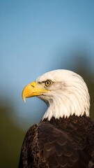 Obraz premium Bald eagle profile