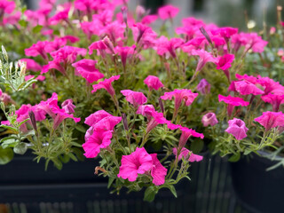 Vibrant pink calibrachoa bell flowers in decorative flower pot in urban balcony garden close up