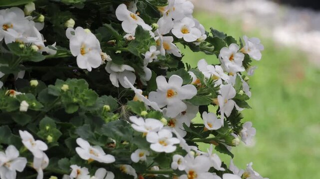White Bacopa (Sutera) flowers in a hanging basket swaying gently in a summer breeze