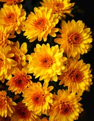 Obraz premium Close-up cluster of vibrant yellow flowers
