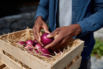 A hands-on moment of harvesting apples from a rustic wooden crate captures the essence of autumn's bounty and the joy of gathering seasonal fruits in a picturesque setting.