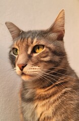 Portrait of  a cat with strikingly intense golden-yellow eyes on the sunset, golden hour light . The fur is a mix of stripes and mottled patterns. Feline subject, poised demeanor and penetrating gaze.