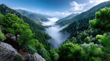 Obraz premium Lush green forest covered mountain slopes with soft white clouds swirling in a valley below under a bright blue sky and wispy white clouds.
