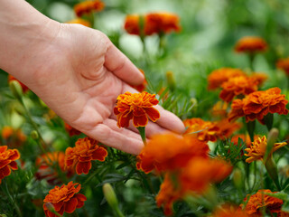 A woman gently touching marigold flowers that are growing in a field. Close up.