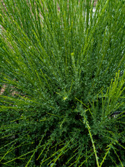 Broom (Cytisus scoparius), also known as common broom or Scotch broom - Edinburgh, Scotland, United Kingdom