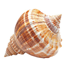 Obraz premium Close-up of a beautiful spiral seashell