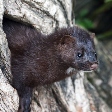 American Mink Neogale vison checking out a hole in a tree along the shore line 