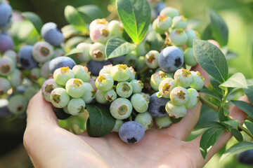 Ripe blueberries on bunch in an orchard