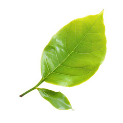 Obraz premium Close-up of a vibrant green leaf, slightly angled, with a visible stem and smaller leaves, showing fine veins