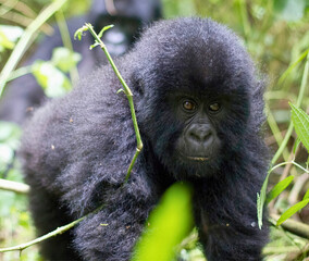 Obraz premium Young Gorilla in Grassy Enclosure