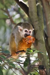 おもしろい顔でエサを食べるリスザル