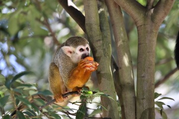 木の上でエサを食べるリスザル