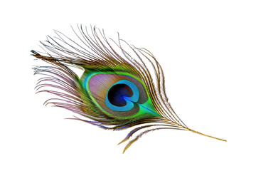 Obraz premium Close-up of a peacock feather, vibrant colors, intricate details, radiant hues