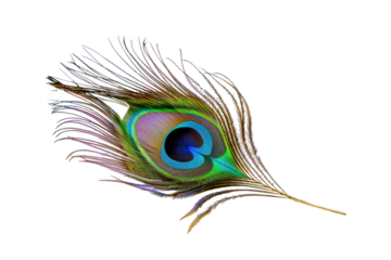 Close-up of a peacock feather, vibrant colors, intricate details,  radiant hues