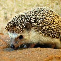 Hedgehog Facing Camera Close-Up