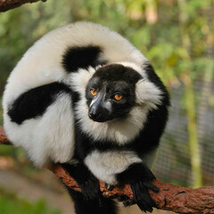 Ruffed Lemur Perched on Branch