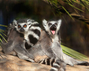 Ring-Tailed Lemur Pair on Rock