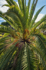 Fototapeta premium Primer plano de la copa de una palmera