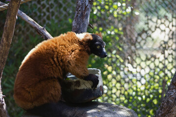Red Panda Curled in Shade