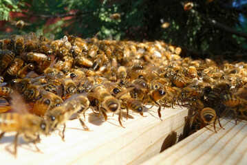 Honey Bees Swarming on Hive Frame
