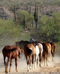 Wild Horses Heading to the River 