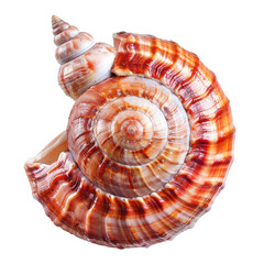 Obraz premium Close-up of a spiral seashell, displaying intricate patterns of reddish-brown and creamy-white. The shell's spiral coils are clearly visible, with a pointed spire at the top