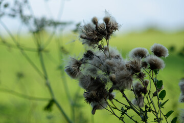wild flowers in the grass,The delicate, cotton-like fibers of the seed pods are illuminated from...