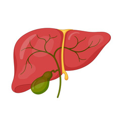 Human Liver Anatomy with Gallbladder and Bile Ducts
