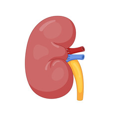 Human Kidney Anatomy with Renal Artery, Vein, and Ureter – Vector Medical Illustration