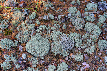 Close-Up of Reindeer Lichen and Pine Needles on Forest Floor
