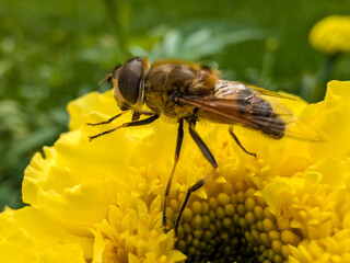 Bee on yellow flower