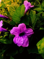 Wild Petunia with the scientific name Ruellia humilis purple