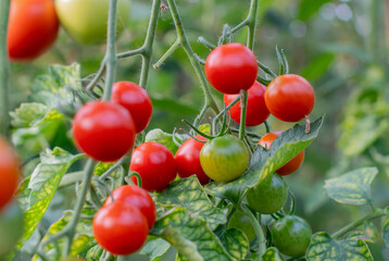 Cluster of vibrant red and green cherry tomatoes hanging from a stem demonstrates the stages of fruit growth under controlled greenhouse conditions,