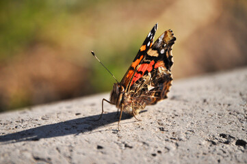 Colorful butterfly casts its shadow with the sun