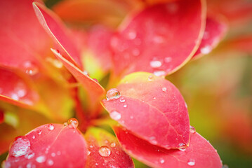 Red and yellow barberry plant with water drops.
