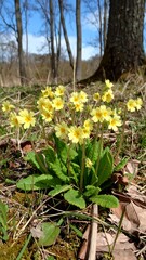 Close-up of spring flowers in a forest